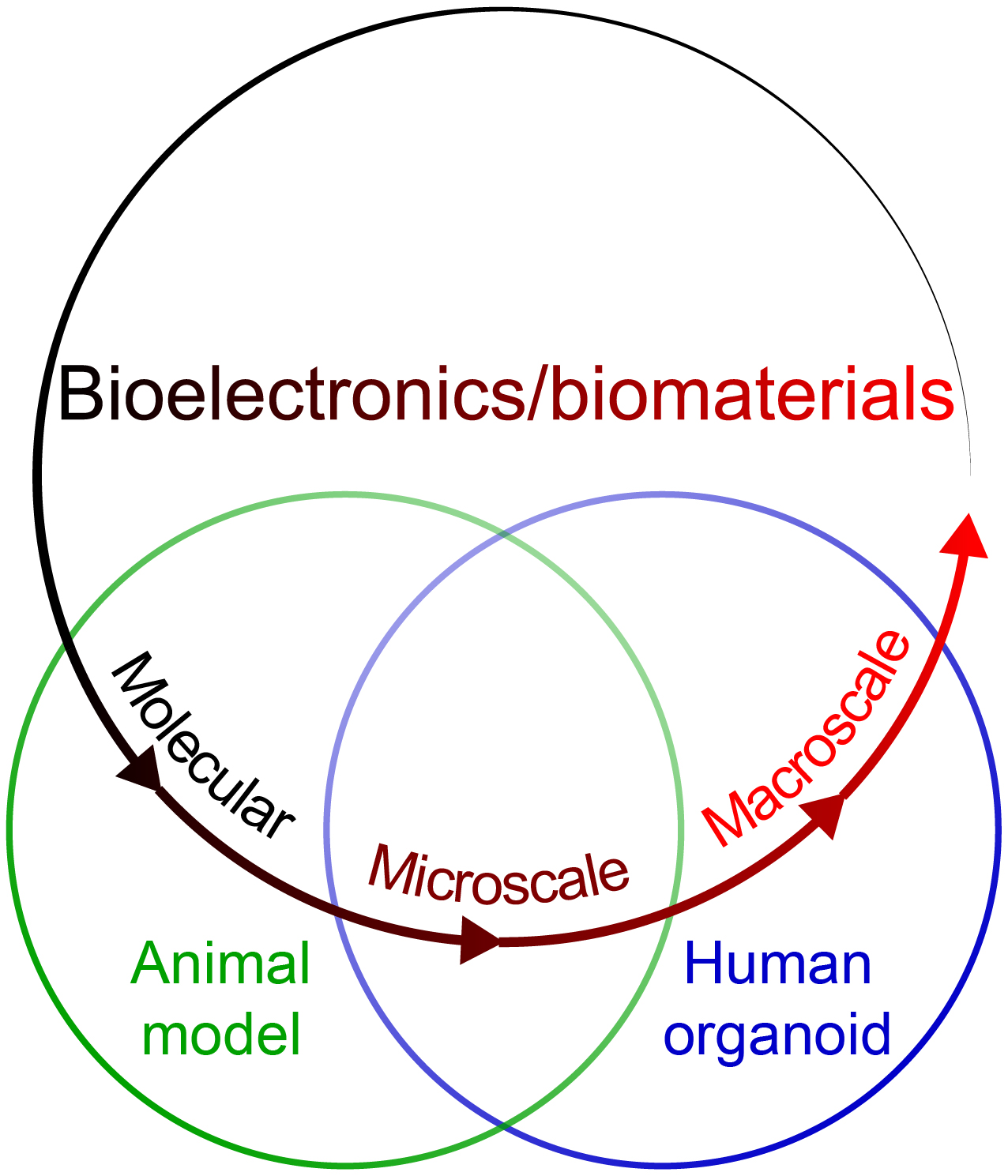 Biomedical Interfaces Research – Xiao Yang Lab at Johns Hopkins Biomedical Engineering